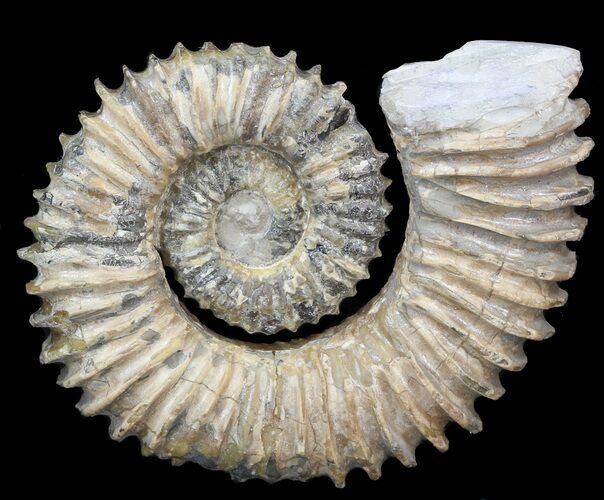 Aegocrioceras Ammonite - Germany #43675